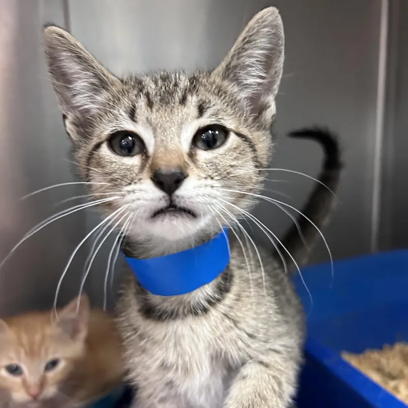 A baby small-sized male Brown / Chocolate Domestic Short Hair cat named Raj for adoption in Lakeland, FL