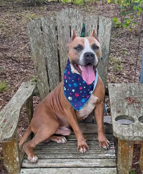 An adult large-sized male Brown / Chocolate Pit Bull Terrier dog named Toby for adoption in Winnie, TX