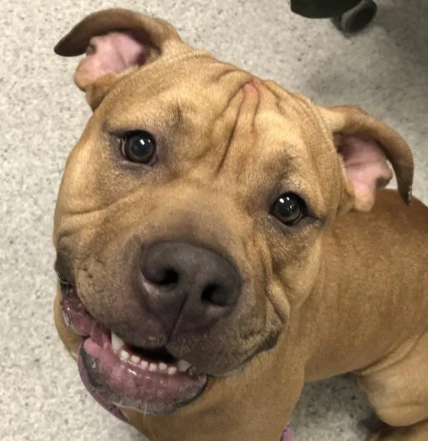 An adult large-sized male American Staffordshire Terrier dog named Beau Jangles for adoption in Des Moines, IA