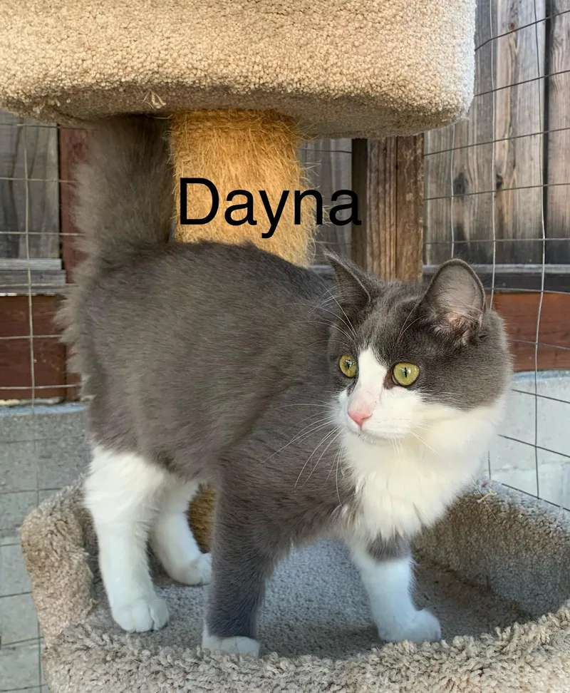 Dayna thumbnail 5