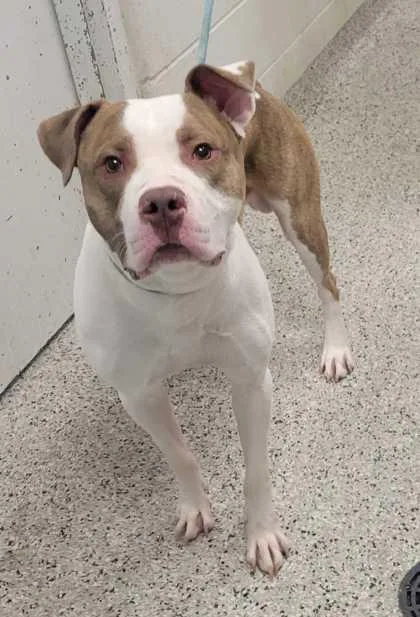 An adult large-sized male White / Cream Pit Bull Terrier dog named George for adoption in Kansas City, MO