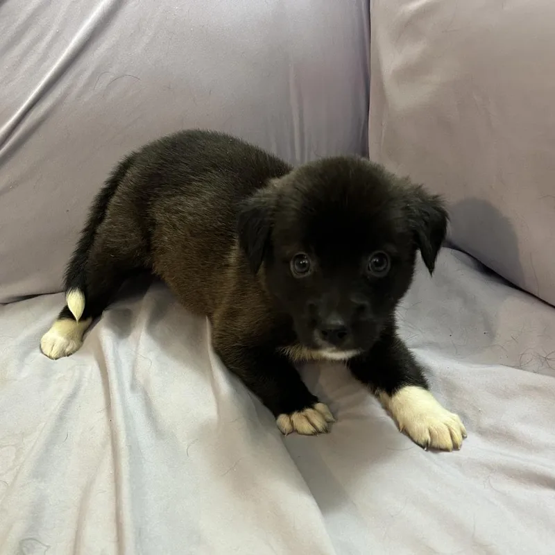 A baby medium-sized female Shepherd dog named Matcha for adoption in Duck River, TN