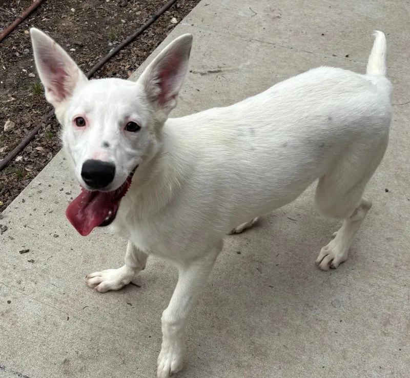 A baby medium-sized female Shepherd dog named Iris for adoption in Little Elm, TX