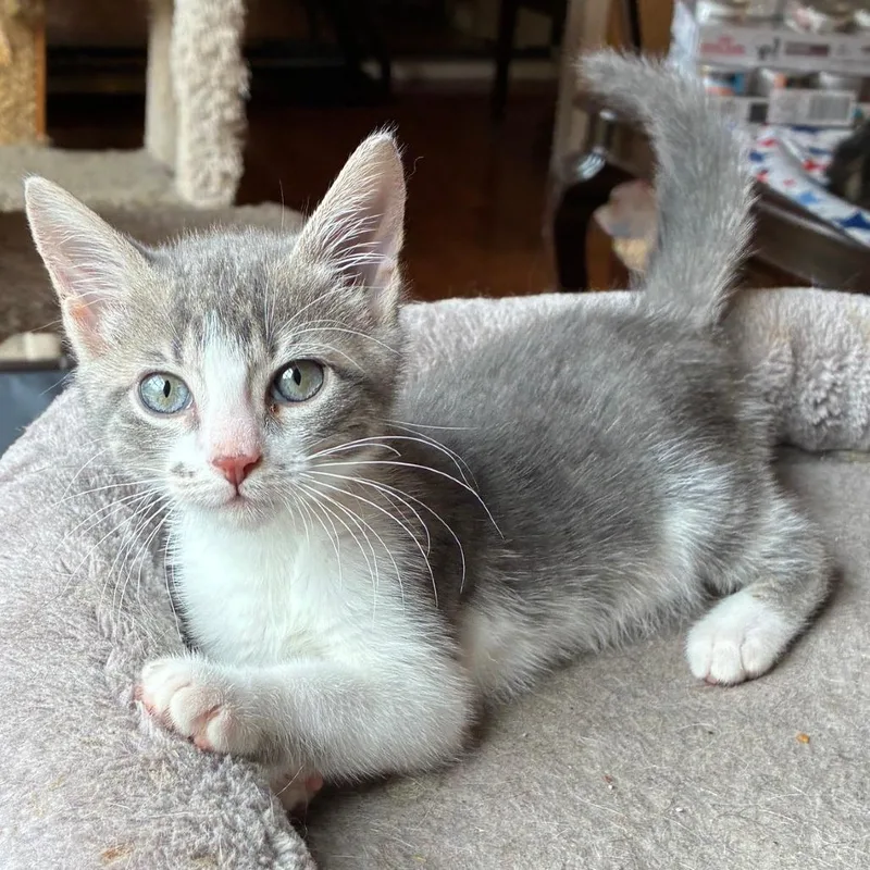 A baby small-sized male Domestic Short Hair cat named Colvin for adoption in Cumming, GA