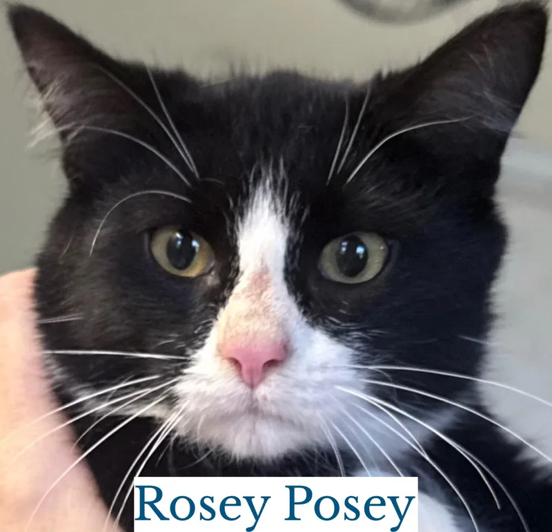 A young medium-sized female Black & White / Tuxedo Domestic Short Hair cat named Rosey Posey for adoption in Berkeley Springs, WV