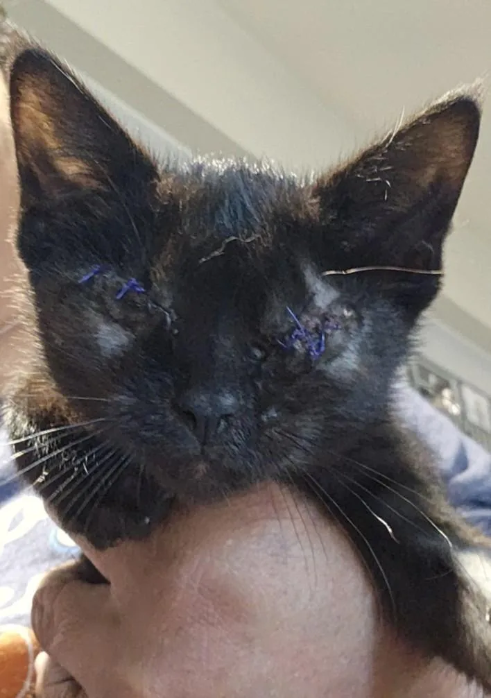 A baby small-sized female Domestic Short Hair cat named Muffy for adoption in Chapel Hill, NC
