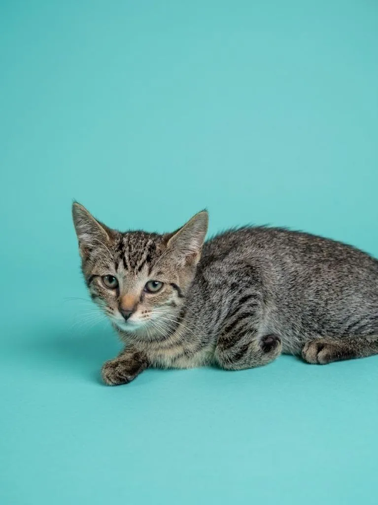A baby small-sized male Tabby cat named Kenny for adoption in San Pedro, CA