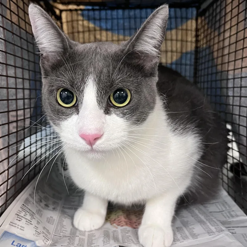 An adult medium-sized male Domestic Short Hair cat named Milo for adoption in Los Angeles, CA