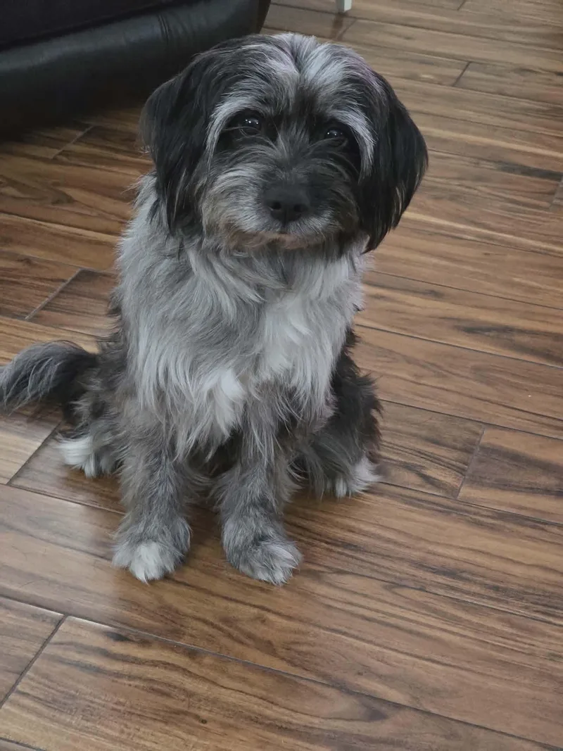 A young small-sized male Gray / Blue / Silver Maltipoo dog named Gizmo for adoption in Pensacola, FL