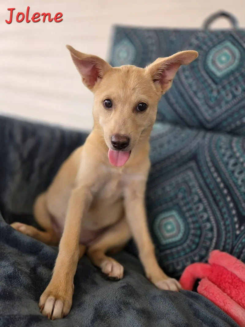 A baby medium-sized female Apricot / Beige Terrier dog named Jolene for adoption in Houston, TX
