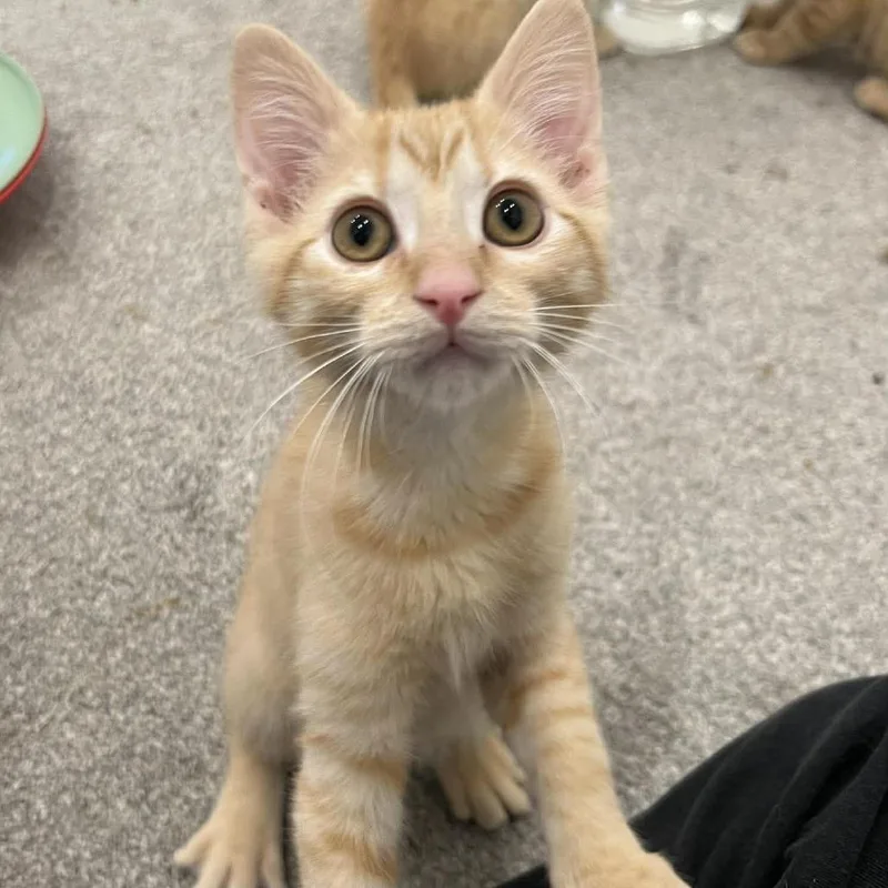 A baby small-sized female Orange / Red Domestic Medium Hair cat named Pearl Saunders for adoption in Eagle Mountain, UT