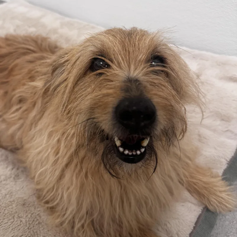 A senior small-sized male Golden Mixed Breed dog named Finny for adoption in Evanston, IL