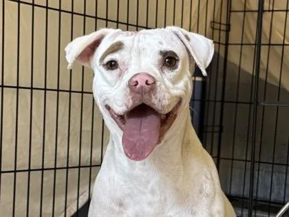 An adult medium-sized female White / Cream Mixed Breed dog named Trix for adoption in Georgetown, TX