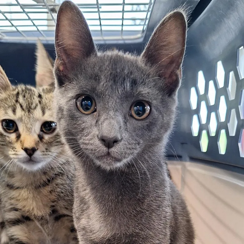 A baby small-sized male Gray / Blue / Silver Domestic Short Hair cat named Apple for adoption in Montgomery, AL