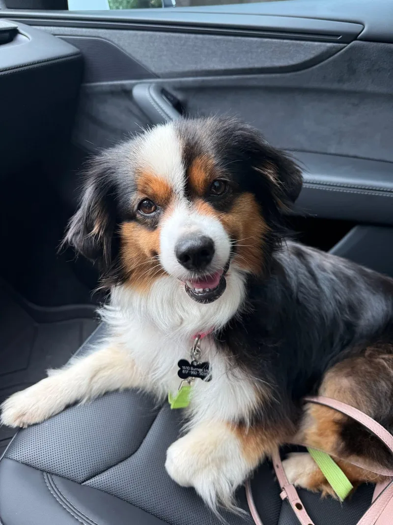 A young small-sized female Australian Shepherd dog named Bailey Jo for adoption in Keller, TX
