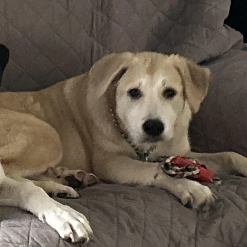 A young medium-sized female Great Pyrenees dog named Tootsie for adoption in Troupsburg, NY