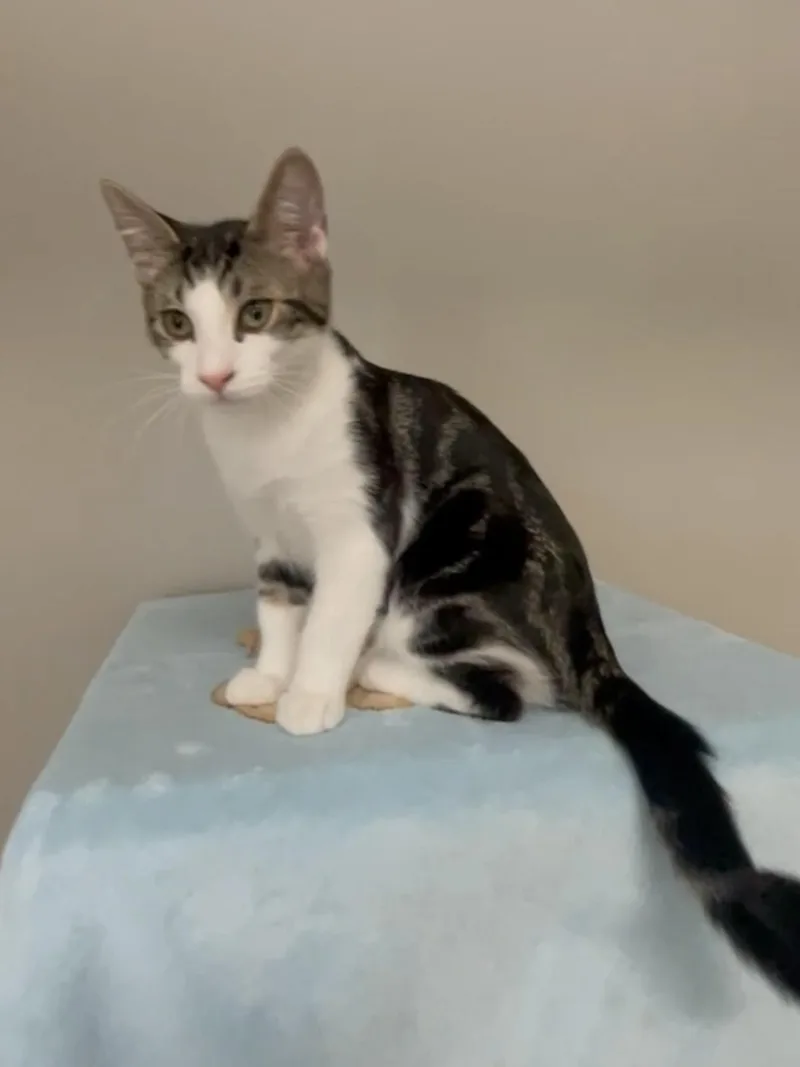 A young medium-sized male Domestic Short Hair cat named Hunter for adoption in Petaluma, CA