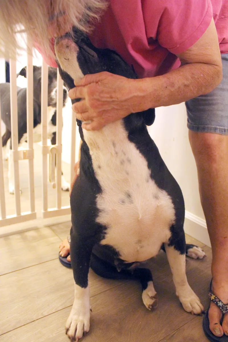 A young medium-sized female Black American Bully dog named Molly for adoption in Guthrie, OK