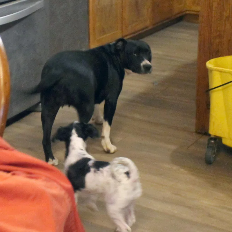 Molly thumbnail 3