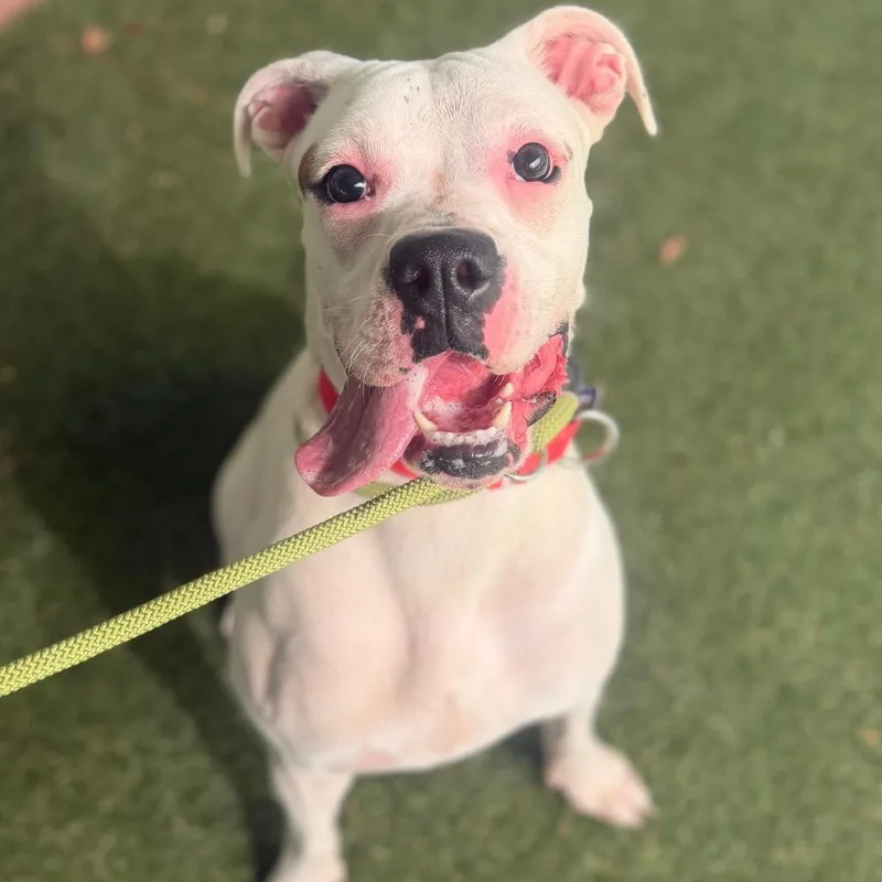 An adult medium-sized female White / Cream Mixed Breed dog named Millie for adoption in Asheville, NC