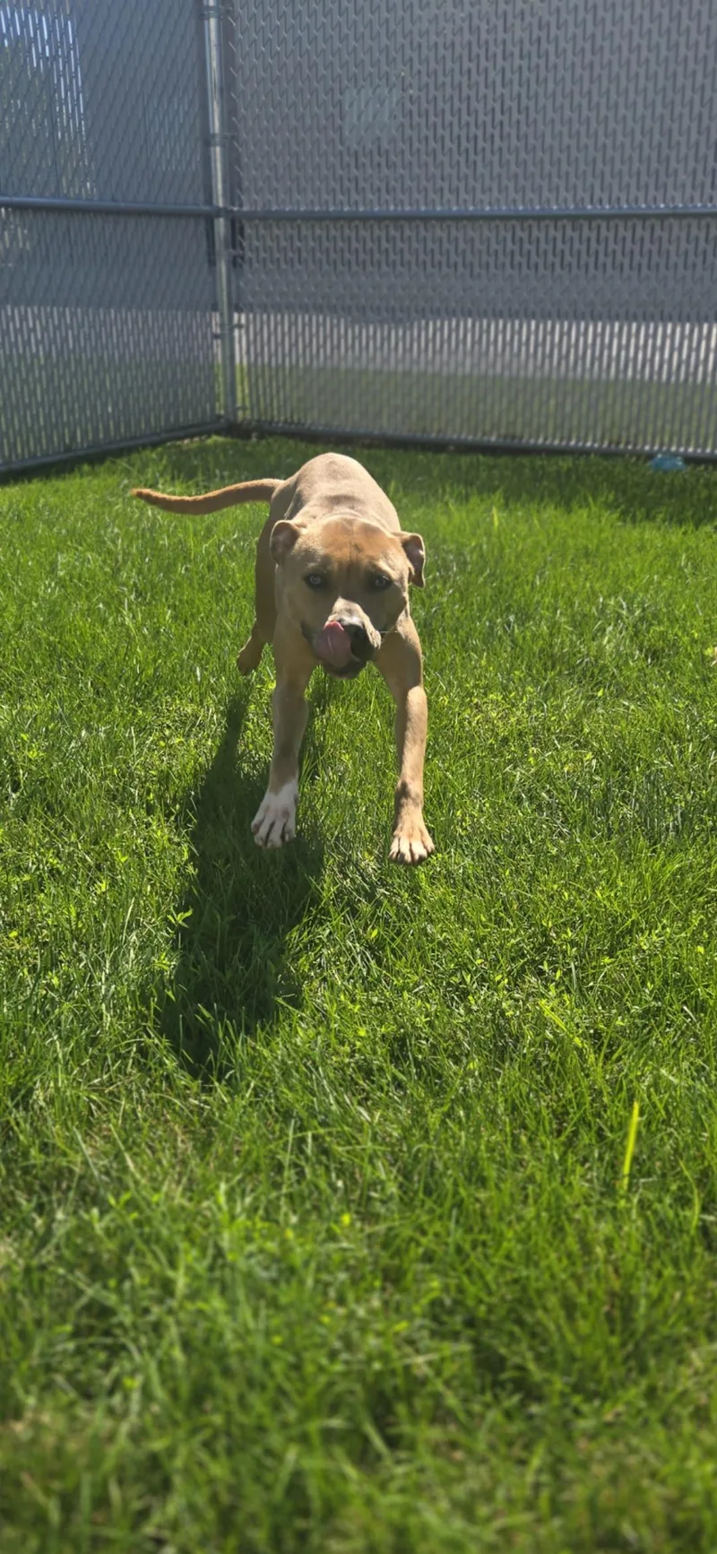 A young medium-sized male Pit Bull Terrier dog named Rudy for adoption in Joliet, IL