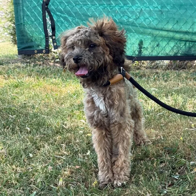 A young small-sized male Brown / Chocolate Terrier dog named Ct Gizmo for adoption in Eastford, CT