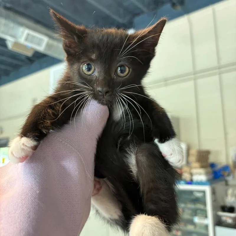 A baby small-sized female Black Domestic Short Hair cat named Maisie for adoption in Huntington, WV