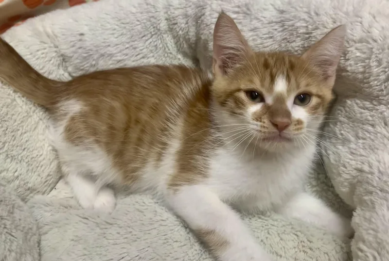 A young medium-sized male Tabby (Orange / Red) Domestic Short Hair cat named Tank for adoption in San Jose, CA