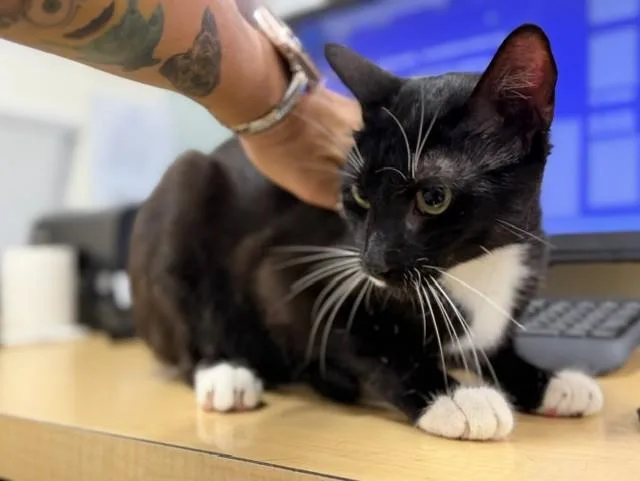 A young small-sized female Domestic Short Hair cat named Luna for adoption in Miami, FL