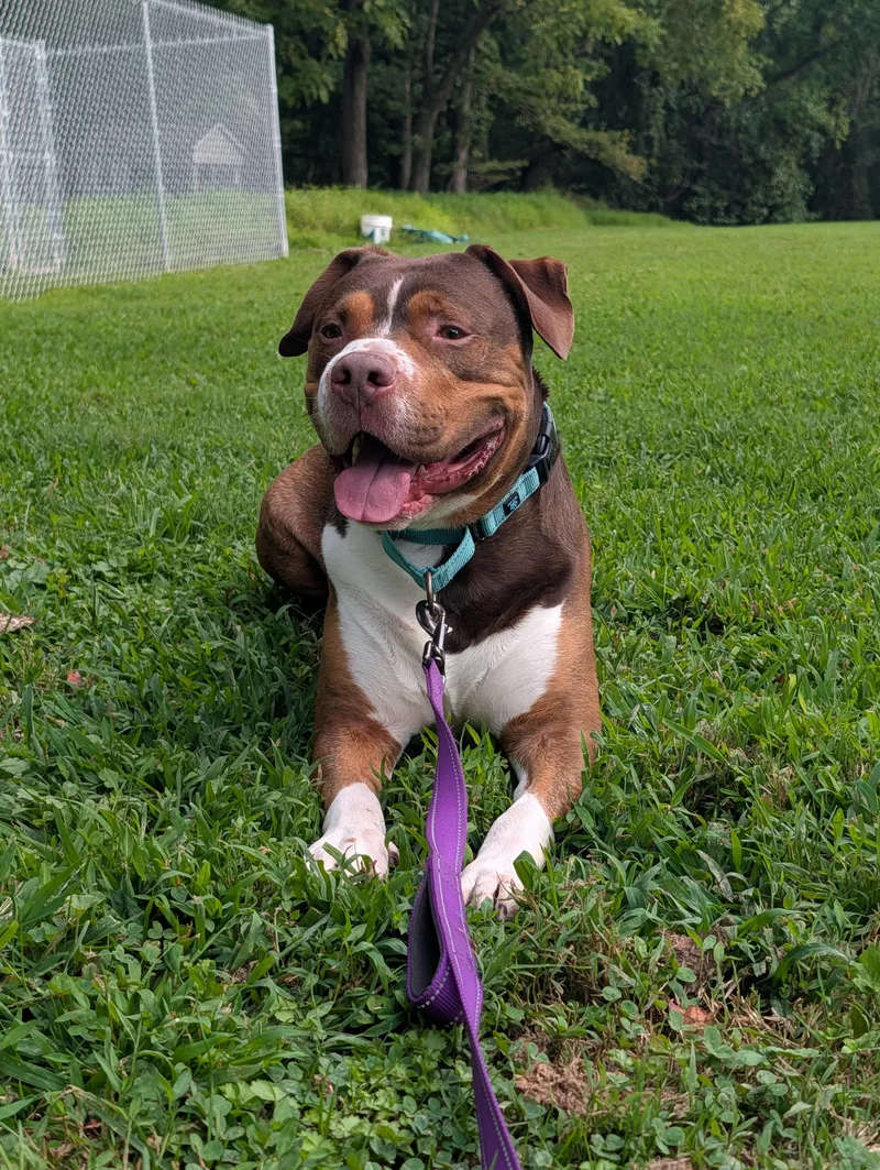 An adult large-sized male Brown / Chocolate Boxer dog named Ace for adoption in Reisterstown, MD