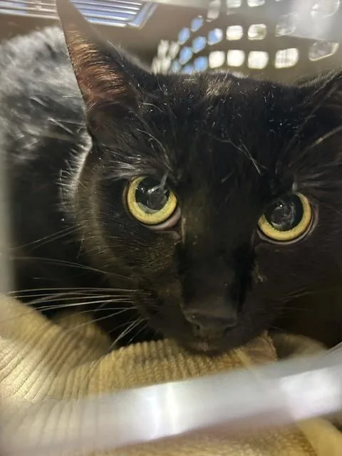 An adult medium-sized female Black Domestic Short Hair cat named Stormy Morgan for adoption in Muskegon, MI