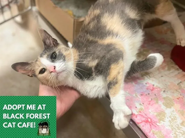 A young medium-sized female Domestic Short Hair cat named Harper for adoption in Fort Wayne, IN