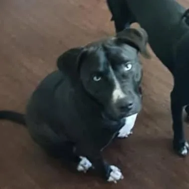 Sheashyruby thumbnail 2