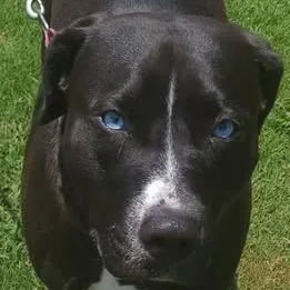 Sheashyruby thumbnail 3