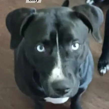 Sheashyruby thumbnail 4