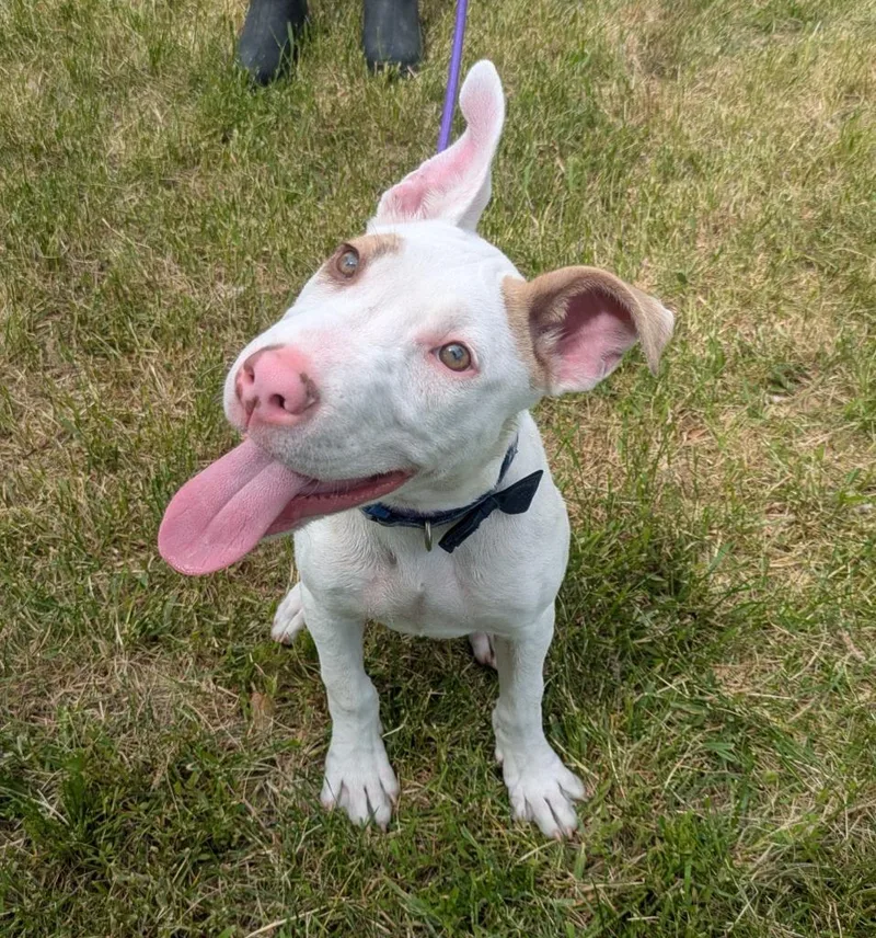 Wilbur thumbnail 2