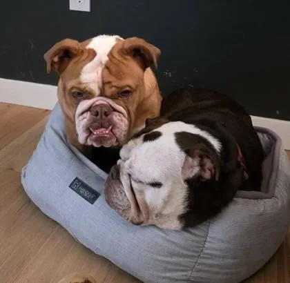 An adult medium-sized female Black English Bulldog dog named Mila Daisypaws for adoption in Bonney Lake, WA