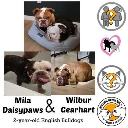 Mila Daisypaws thumbnail 2
