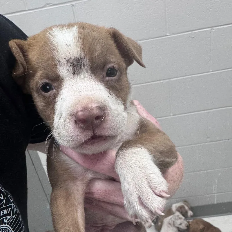 A baby small-sized male Mixed Breed dog named Joey for adoption in Lufkin, TX