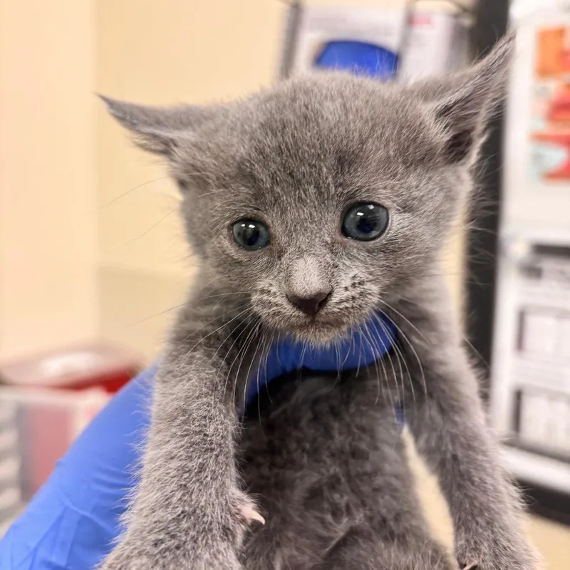 A baby small-sized male Gray / Blue / Silver Domestic Short Hair cat named Crake for adoption in Lynchburg, VA