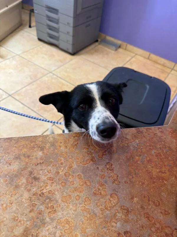 An adult medium-sized female Black Corgi dog named Gila for adoption in Fort Collins, CO
