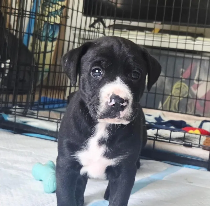 A baby medium-sized male Tricolor (Brown, Black, & White) Catahoula Leopard Dog dog named Baby Hopper for adoption in Washington, DC