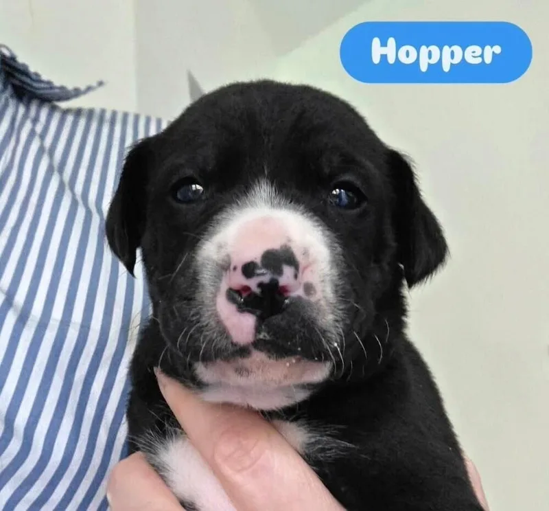 Baby Hopper thumbnail 4