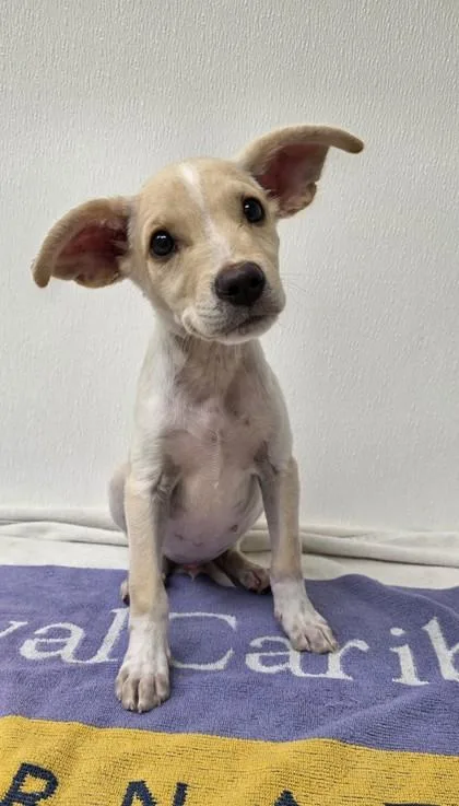 A young small-sized male Shepherd dog named Tres Leches for adoption in Phoenix, AZ