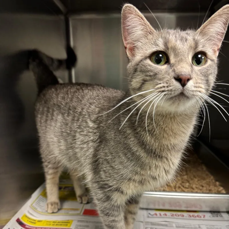 A young medium-sized female Gray / Blue / Silver Domestic Short Hair cat named Chiquita for adoption in Waukesha, WI