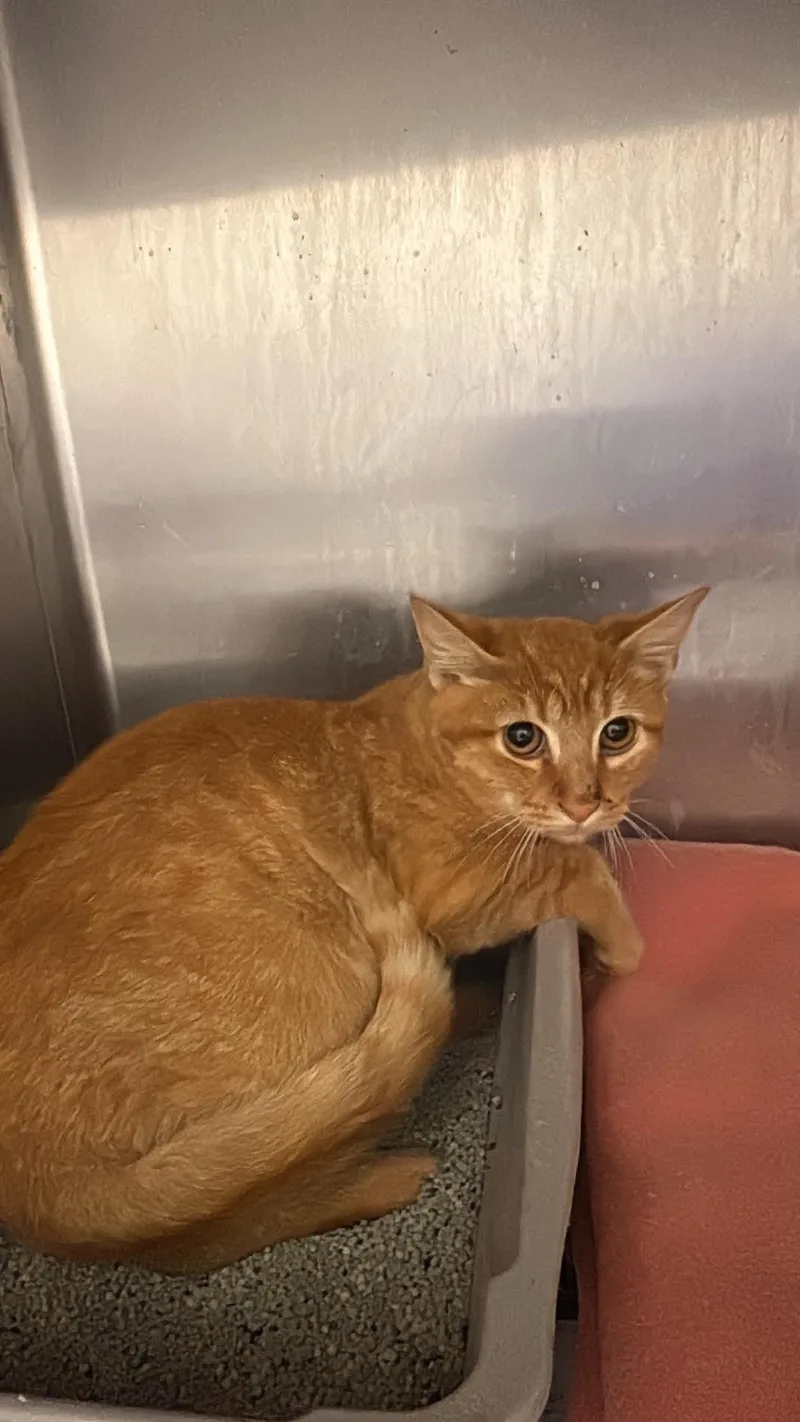 A baby small-sized male Domestic Short Hair cat named Sage for adoption in Tappahannock, VA