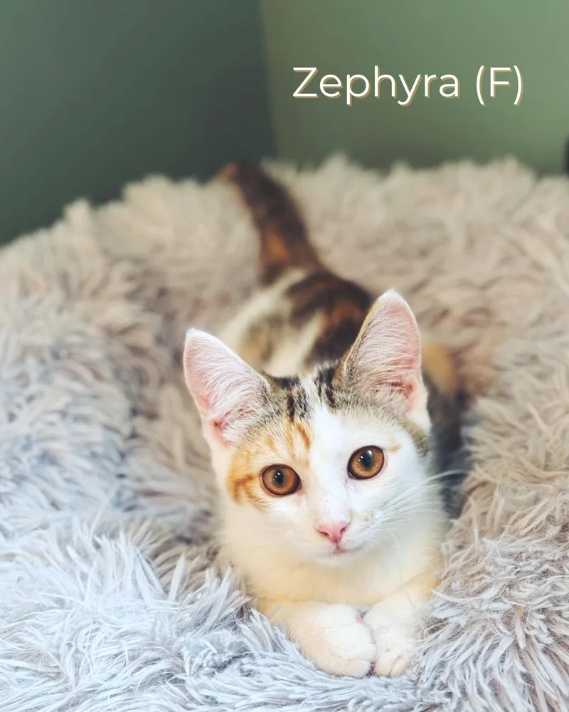 Zephyra thumbnail 2