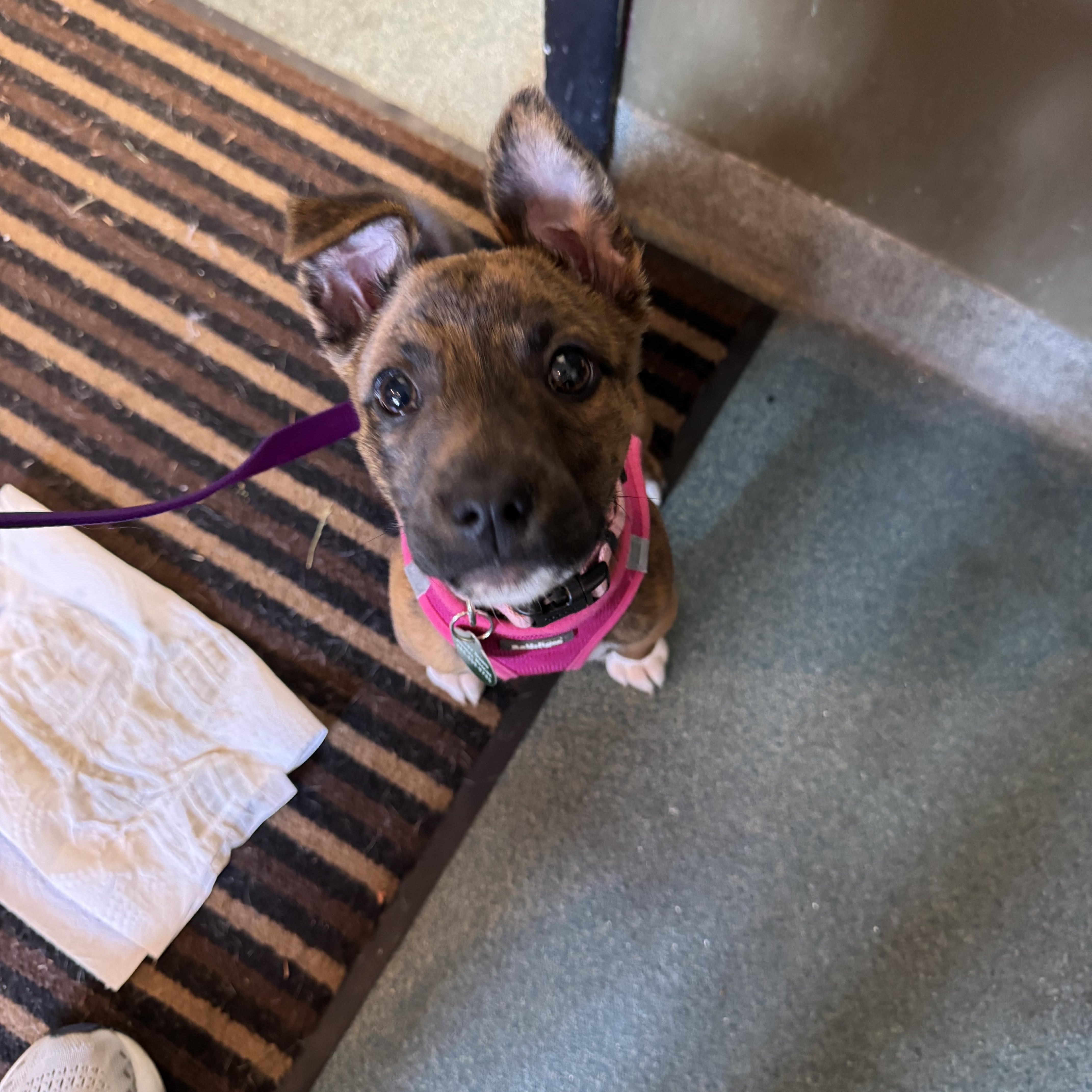 A baby medium-sized female Brindle Boxer dog named Mocha for adoption in Avondale, PA