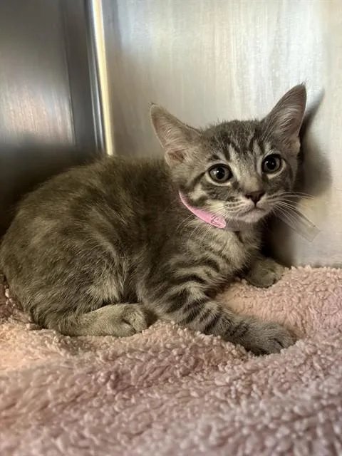 A baby small-sized female Domestic Short Hair cat named Saturn for adoption in Castaic, CA