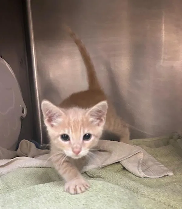 A baby small-sized male Domestic Short Hair cat named Beckham for adoption in Oceanside, CA